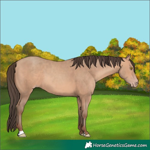Horse Color:Amber Champagne 