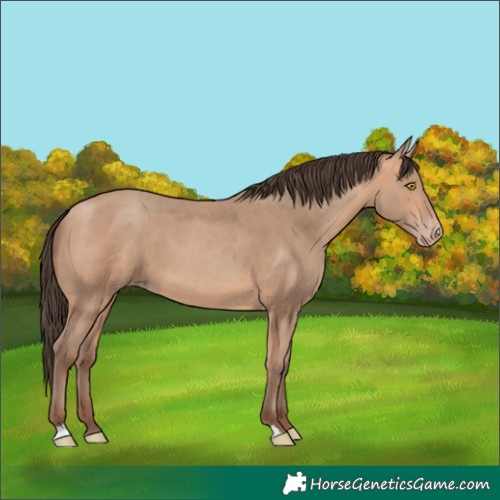 Horse Color:Amber Champagne 