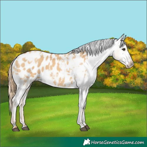 Horse Color:Red Dun Blanket  and Red Dun Blanket 