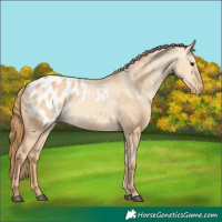 Horse Color:Red Dun Appaloosa  and Red Dun Appaloosa 