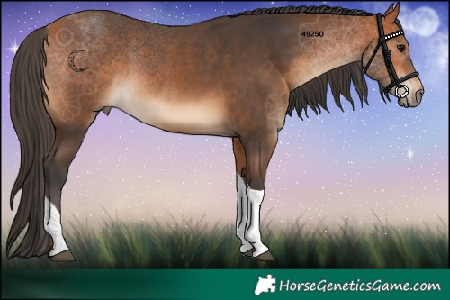Horse Color:Bay Tobiano 