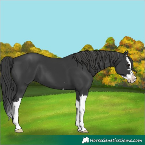 Horse Color:Black Splash 