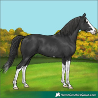 Horse Color:Black Splash 
