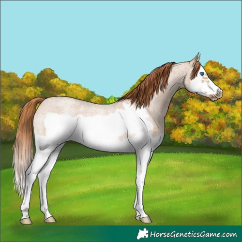 Horse Color:Red Dun Roan Splash Frame Rabicano 