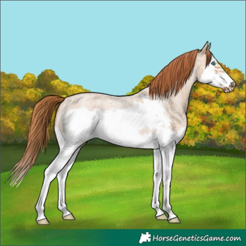 Horse Color:Red Dun Roan Splash Frame Rabicano 