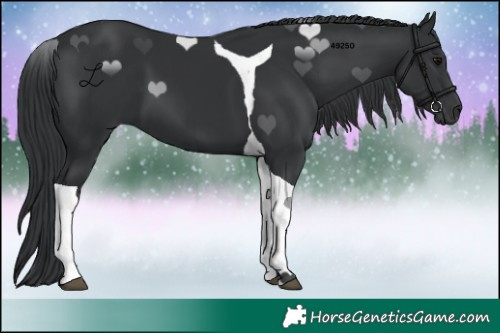 Horse Color:Black Tobiano 