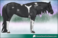 Horse Color:Black Tobiano 