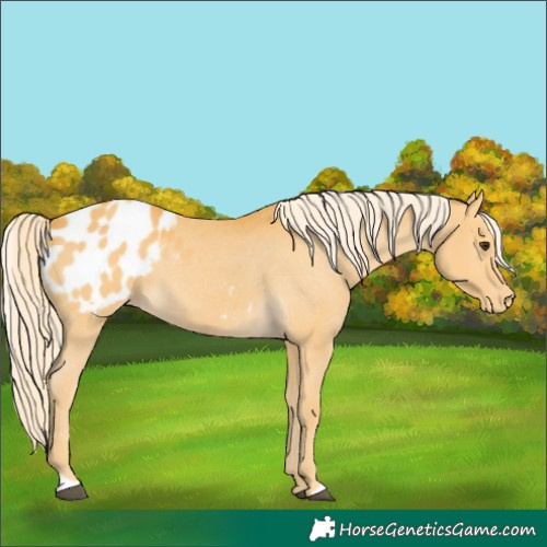Horse Color:Palomino Appaloosa 