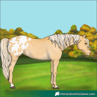 Horse Color:Palomino Blanket 