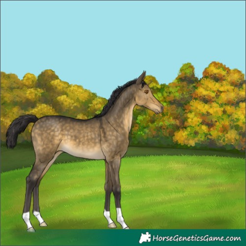 Horse Color:Buckskin Dun 