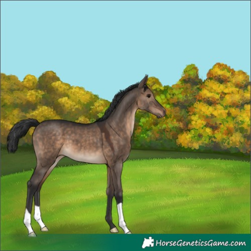 Horse Color:Brown Dun 