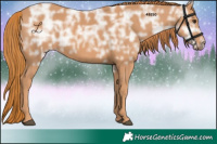 Horse Color:Chestnut Ice