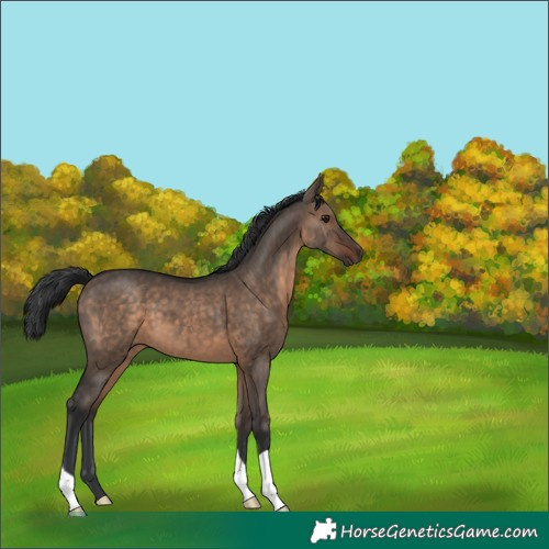 Horse Color:Brown Dun 