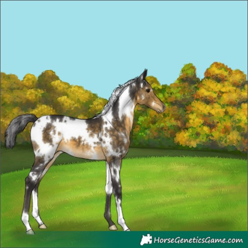 Horse Color:White Spotted Buckskin 