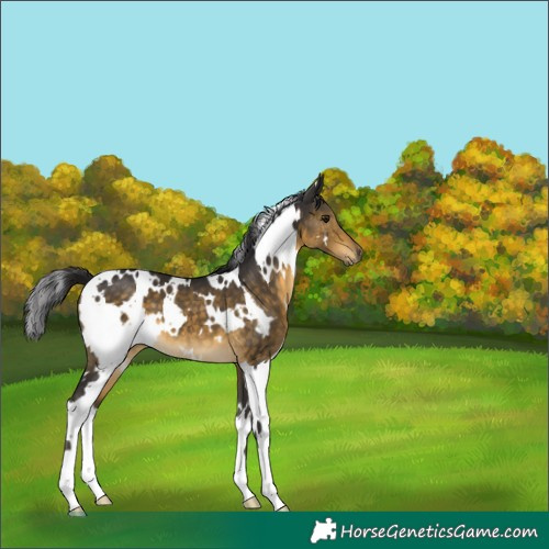 Horse Color:White Spotted Buckskin 