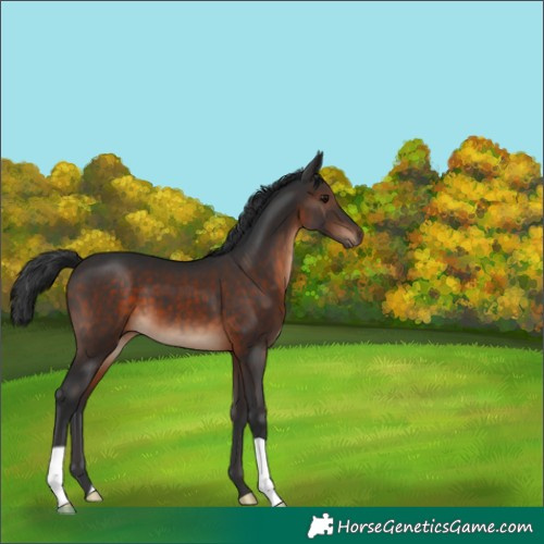 Horse Color:Brown 
