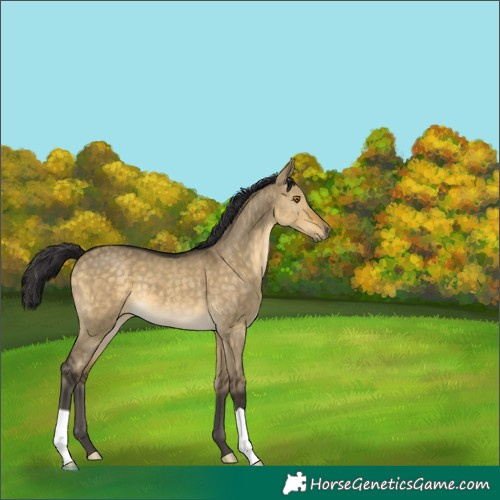 Horse Color:Buckskin Dun 