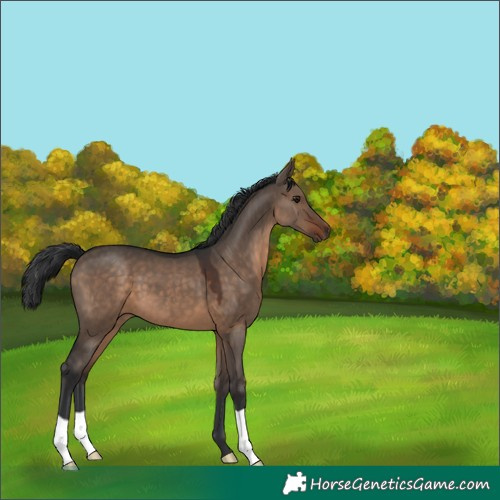 Horse Color:Brown Dun 