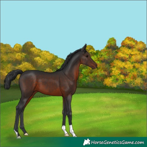 Horse Color:Brown 
