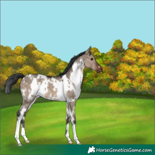 Horse Color:White Spotted Brown Dun 