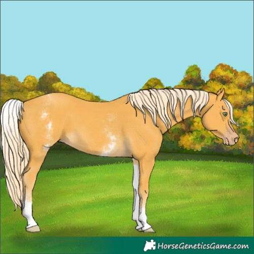 Horse Color:White Spotted Gold Cream Champagne