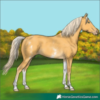 Horse Color:White Spotted Gold Cream Champagne 