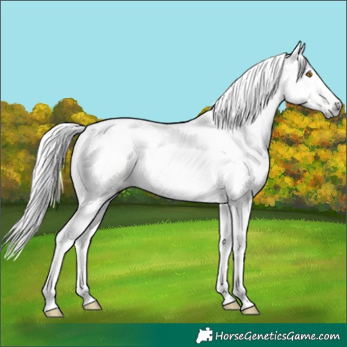 Horse Color:Gray Silver Grullo Pearl Tobiano 