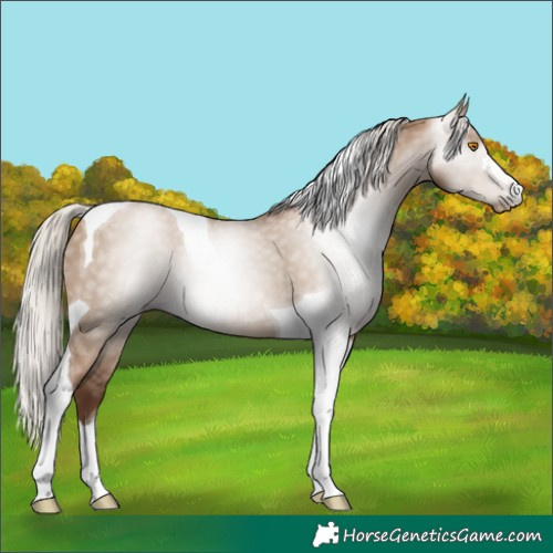 Horse Color:Gray Silver Grullo Pearl Tobiano 