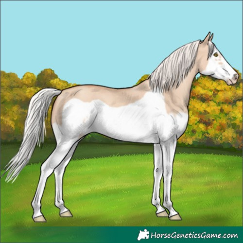 Horse Color:Silver Classic Champagne Dun Splash Frame 