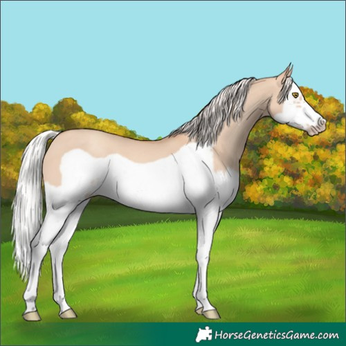 Horse Color:Silver Classic Champagne Dun Splash Frame 