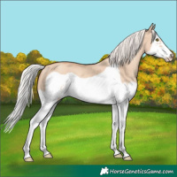 Horse Color:Silver Classic Champagne Dun Splash Frame 