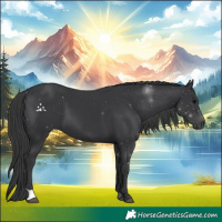 Horse Color:Black 