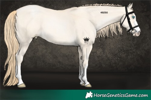 Horse Color:Bay Snowdrop Pearl 