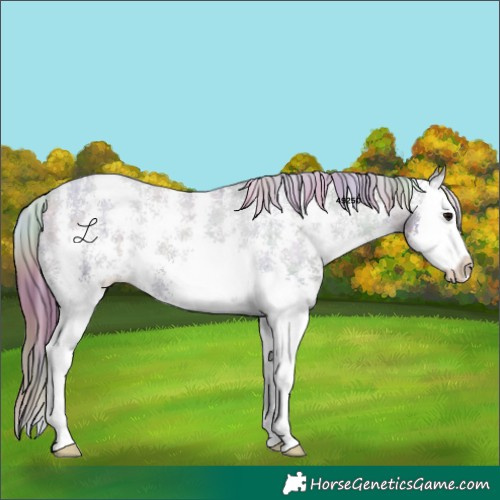 Horse Color:Nacre Black Sabino Splash Varnish
