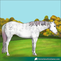 Horse Color:Nacre Black Sabino Splash Appaloosa