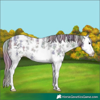 Horse Color:Nacre Black Sabino Splash Appaloosa 