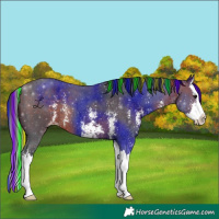 Horse Color:Painted Brown Sabino Splash Appaloosa
