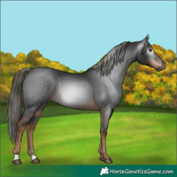 Horse Color:Gray Liver Chestnut 