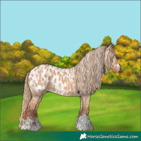 Horse Color:Red Dun Blanket  and Red Dun Blanket 