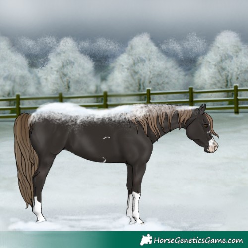 Horse Color:Liver Chestnut 