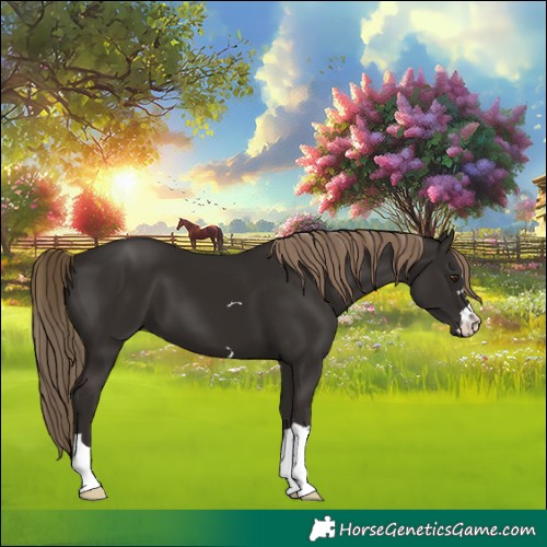 Horse Color:Liver Chestnut 