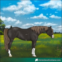 Horse Color:Liver Chestnut 