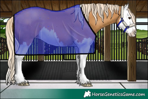 Horse Color:Palomino Splash 