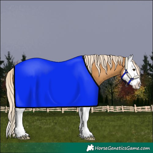 Horse Color:Palomino Splash 