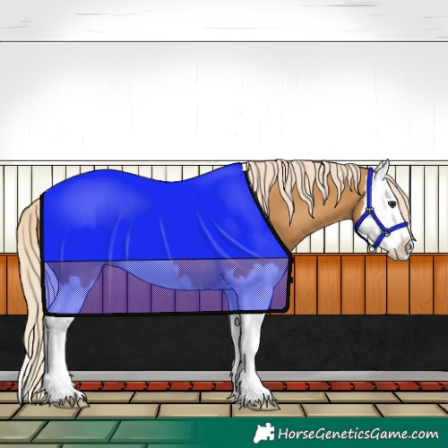 Horse Color:Palomino Splash 