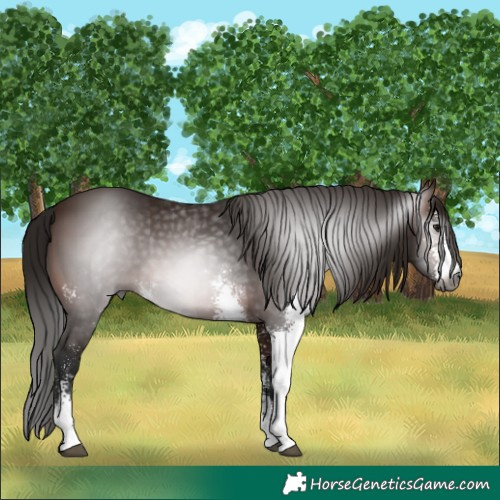 Horse Color:Gray Bay Sabino 
