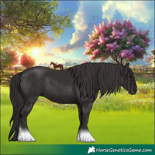 Horse Color:Smoky Black 