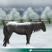 Horse Color:Smoky Black