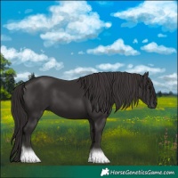 Horse Color:Smoky Black