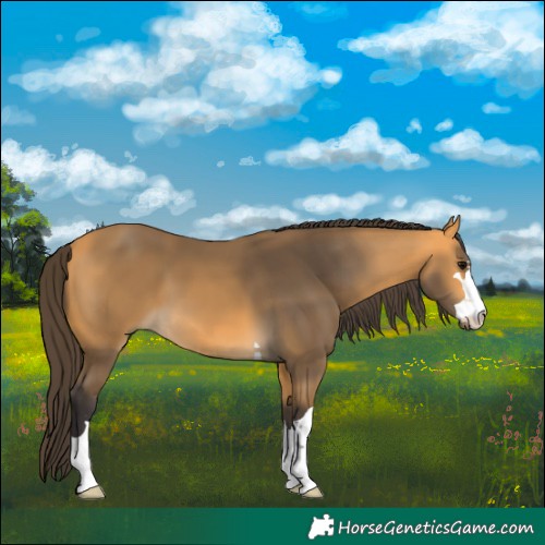 Horse Color:Buckskin 